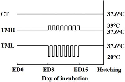 Thermal manipulation modifies embryonic growth, hepatic free amino acid concentrations, and hatching performance in layer-type chicks